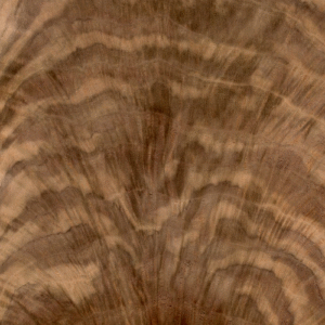 Walnut-Crotch